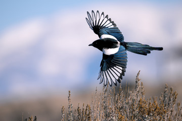 Black-billed magpie in Antelope Island, Utah - obrazy, fototapety, plakaty