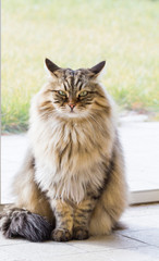 Naklejka na ściany i meble Lovable siberian cat of livestock in relax in a garden, long haired