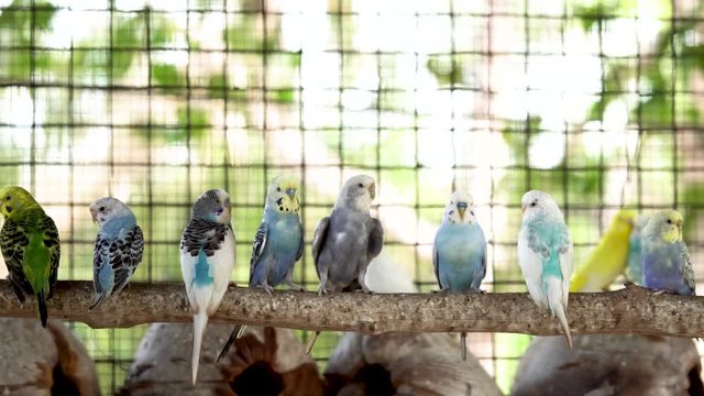 budgie or parakeet in a cage ,parakeets is on a branch in a zoo