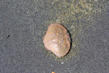 crab shell