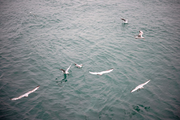 sea gulls in istanbul bosphorus