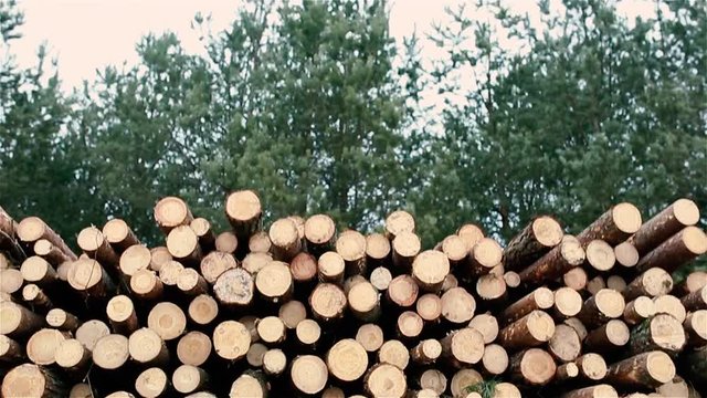 piled logs of felled pine trees, spruce.