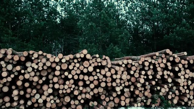 piled logs of felled pine trees, spruce.