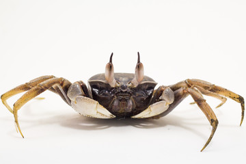 White background Horn-eyed ghost crab Ocypode ceratophthalmus form Phuket Thailand
