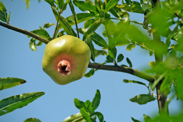 Closeup of pomegranate in the tree