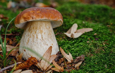 Mushroom in forest Porcino, bolete, boletus.White mushroom on green background.Natural white mushroom growing in a forest.