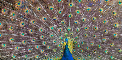 Obraz premium Portrait of a Peacock with Open Feathers