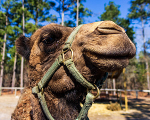 A dromedary camel poses for the camera at a wildlife rescue park.
