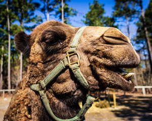 A dromedary camel poses for the camera at a wildlife rescue park.