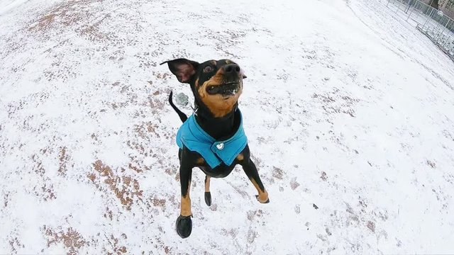 Happy dog jumping high in the air during winter. Being excited and full of energy