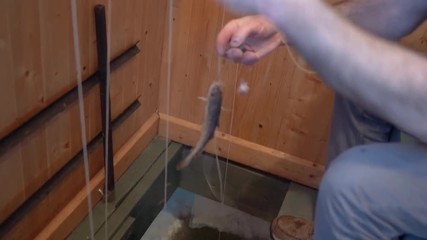 Pulling out a fish out of the frozen lake. Ice fishing activity inside a hut - Powered by Adobe