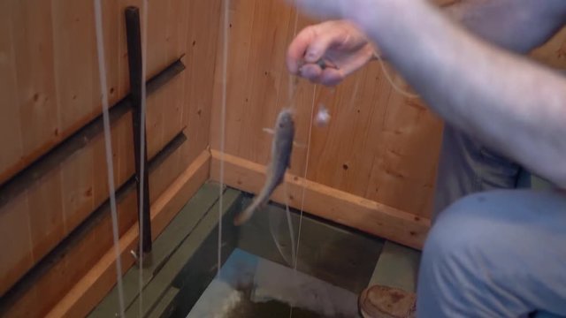 Pulling out a fish out of the frozen lake. Ice fishing activity inside a hut