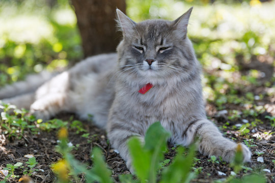 Gray street cat closeup at spring