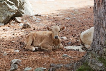 Calf in a forest on a brown floor