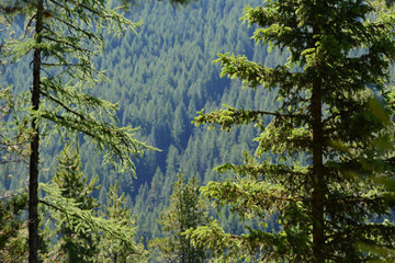 Pine Forest and Trees