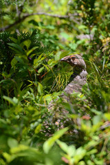 Spruce Grouse in Montana