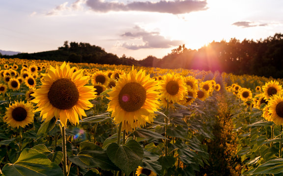 Field of sunflowers. Sunflowers flowers. Landscape from a sunflower farm. A field of sunflowers high in the mountain. Produce environmentally friendly, natural sunflower oil