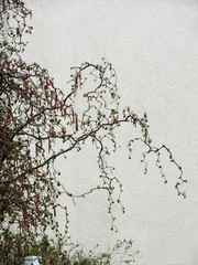 Common Hazel, Corylus avellana form contorta during flowering