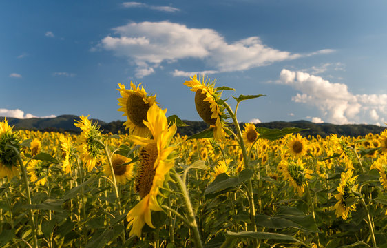 Field of sunflowers. Sunflowers flowers. Landscape from a sunflower farm. A field of sunflowers high in the mountain. Produce environmentally friendly, natural sunflower oil.