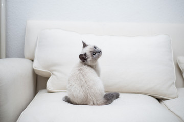 British kitten sitting on a couch