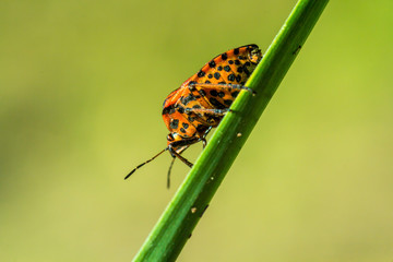 Micro World