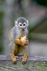 common squirrel monkey (Saimiri sciureus)