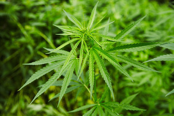 Green fresh marijuana leaves pattern