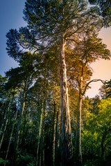 Alte hohe Bäume im Park von Sintra am Pena Palast, Portugal