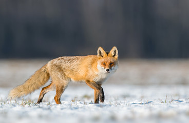 Fox (Vulpes vulpes)