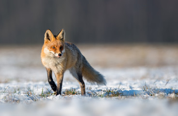 Fox (Vulpes vulpes)