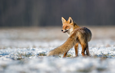 Fox (Vulpes vulpes)