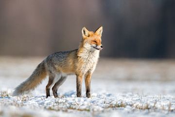 Fox (Vulpes vulpes)