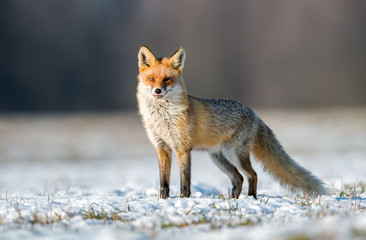 Fox (Vulpes vulpes)