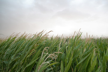 green grass and sky