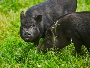 Cute fat pot-bellied pigs on free meadow of private farm