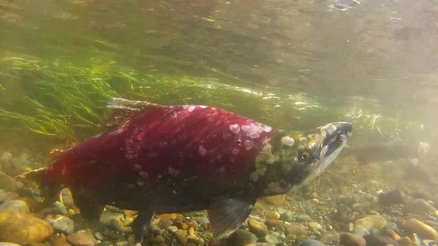 Underwater: Grassy, Rock-Filled Shallow River with Red and Green Fish