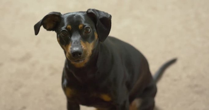 Cute german pinscher dog looking at the camera in sitting position.