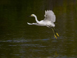 Snowy Egret Taking Off