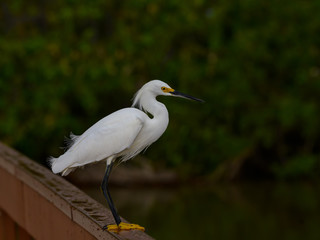 Snowy Egret Portrait