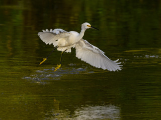 Snowy Egret Taking Off