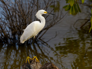  Snowy Egret Foraging on the Pond with Mangrove