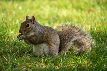 Squirrel Eating Nuts