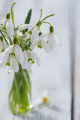 Obraz premium snowdrop on wooden surface