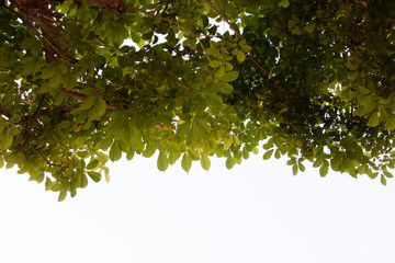 treetop isolated on white background