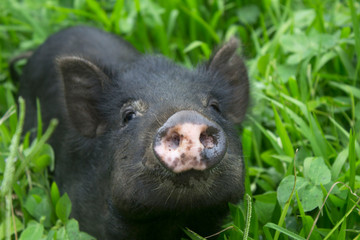 A small pig surrounded by lush greenery faces the camera in Vanuatu
