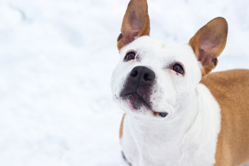 Dog winter joy portrait 