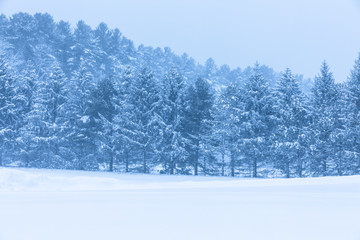 winter landscape with snowy pine trees