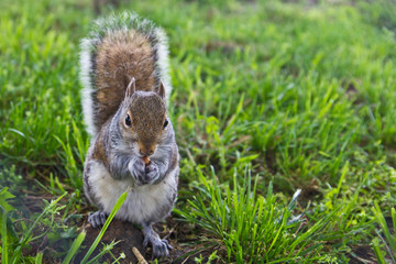 Squirrel by Skip Weeks