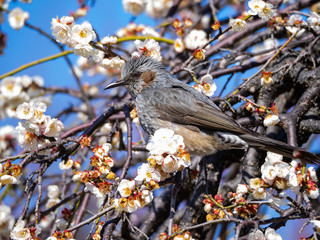 梅とヒヨドリ
