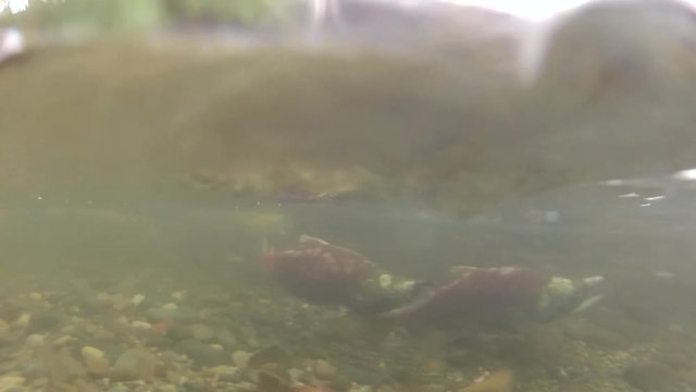 Underwater: Salmon Swimming Against Current Near Gateway